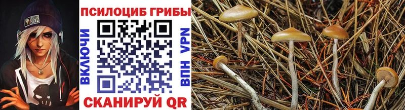 Псилоцибиновые грибы мицелий  блэк спрут рабочий сайт  Кузнецк 